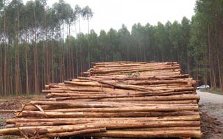 Negative impacts of tree plantations ignored by Northern consumer countries