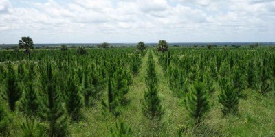 carbon credit Uganda Kachung