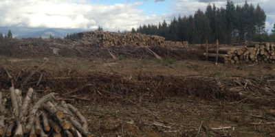 halt deforestation