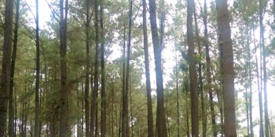 International Day Against Monoculture Plantations