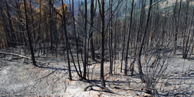 Burned eucalyptus trees. Margus Kurvitis
