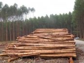 Negative impacts of tree plantations ignored by Northern consumer countries