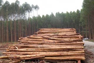Negative impacts of tree plantations ignored by Northern consumer countries