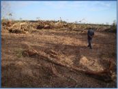 Pospone ONU Acción para detener la deforestación por 10 años bajo la presión de la industria