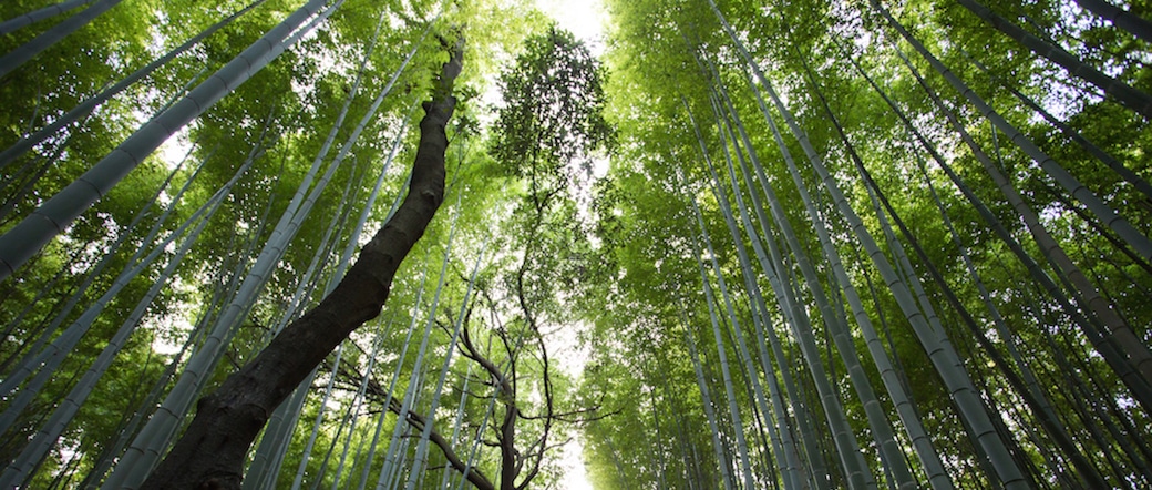 5 Películas que Podrían Ayudar en la Lucha para Salvar Nuestros Bosques Por Emma Bailey *, bloguera juvenil invitada