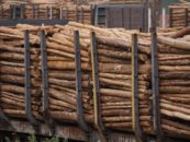 COMMUNIQUÉ DE PRESSE: La cible historique de déforestation dans les objectifs de développement durable de l’ONU nécessite une véritable transformation