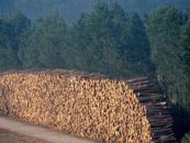 Destructive biofuels and wood-based biomass out of next Renewable Energy Directive say 115 organisations to EU renewables consultation