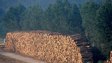 Biocarburants et biomasse forestière destructeurs, hors de la prochaine Directive sur les Energies Renouvelables » déclarent 115 organisations à la consultation européenne sur les énergies renouvelables