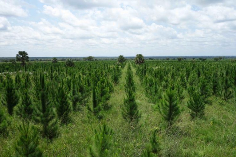 carbon credit Uganda Kachung