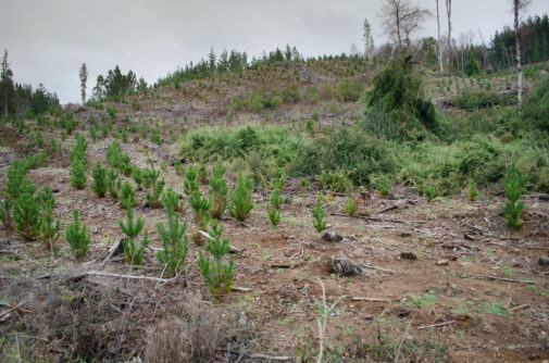 A re-planted pine plantation in an area currently experiencing conflict between communities and plantation owners in Chile. Carolina Lagos/CIC