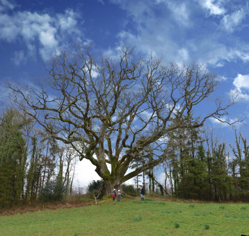 The 1000-year old Brian Boru oak tree in Raheen ancient oak wood. Andrew St Ledger