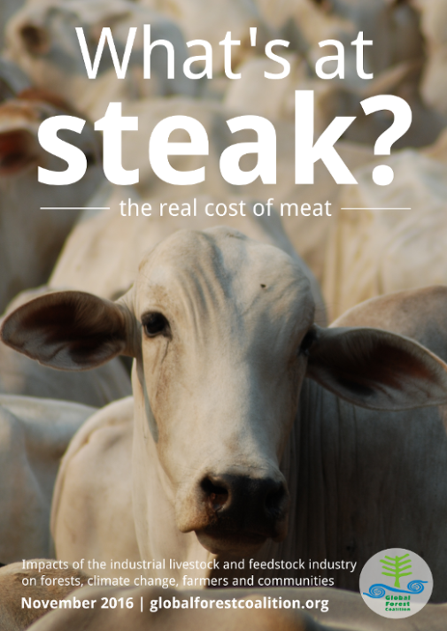 Global Forest Coalition What's at steak? The real cost of meat - Global  Forest Coalition