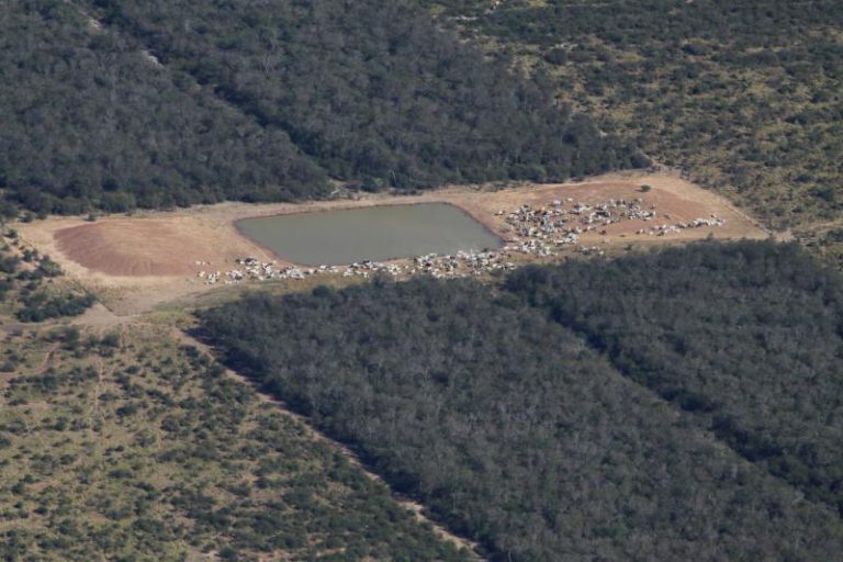 industrial livestock by miguel lovera