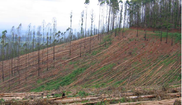 Letter of Concern from GFC and FOEI to Green Climate Fund on Monoculture Tree Plantations