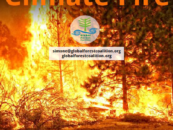 Monoculture Tree Plantations: Fuelling the Climate Fire