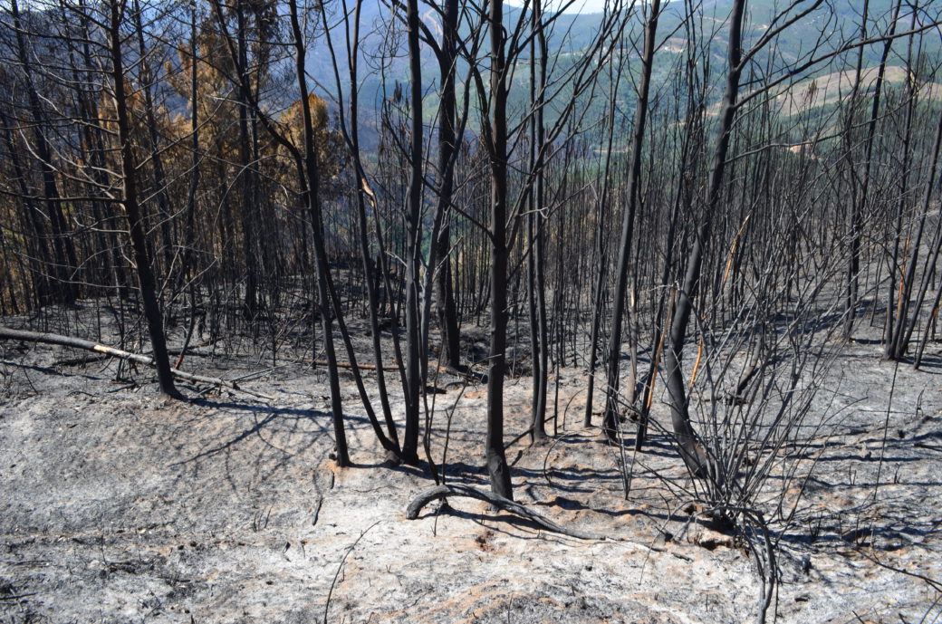 Burned eucalyptus trees. Margus Kurvitis