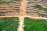 deforestation bioenergy