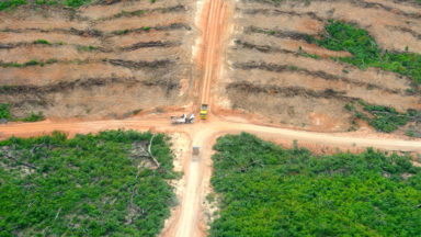 deforestation bioenergy