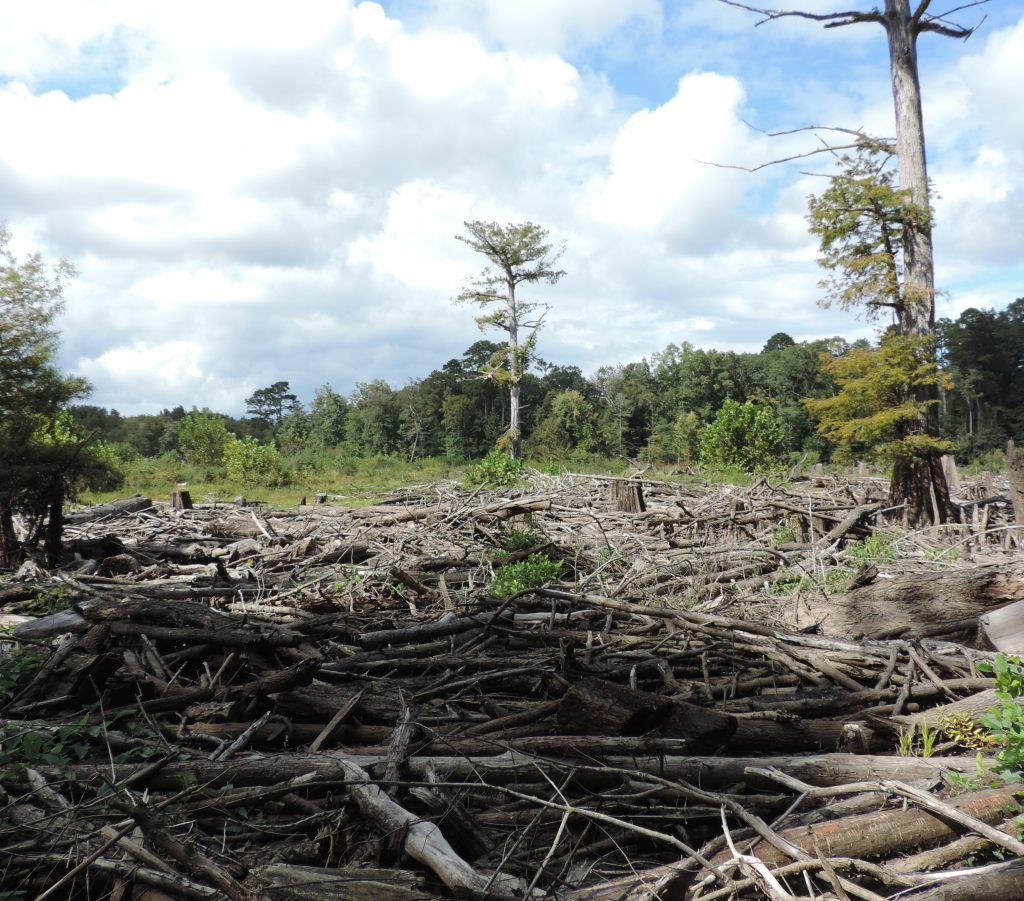 forest investment program