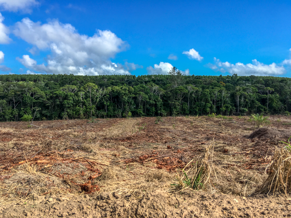 Land use and land cover in the Atlantic Forest biome, Brazil. Native