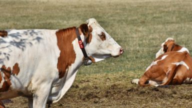 Ending subsidies for meat and soy sector is key to halting deforestation, shows new paper