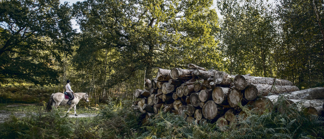 Tribune libre le sort de la biosphère. Manifeste de Tronçais pour la forêt française, notre bien commun