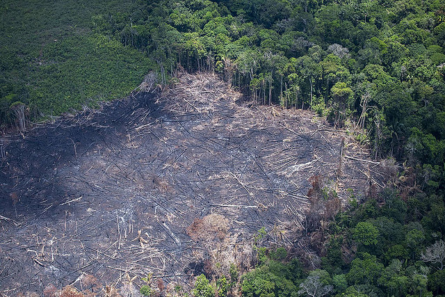 Global Forest Coalition Crocodile tears will not help to put out the ...