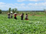 “They are only interested in soy”: how peasant and indigenous women in Paraguay are organising to survive the twin threats of industrial agriculture and climate change