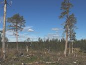 70 organizaciones y 30 científicos exhortan a políticos y autoridades: Detengan la tala de bosques de alto valor de conservación en Suecia
