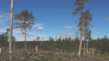 70 organizations and 30 scientists call on politicians and authorities: Stop the logging of high conservation value forests in Sweden