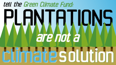 Why the Green Climate Fund must reject Arbaro’s plantations