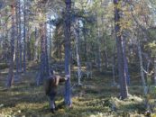 Pueblo indígena Sami amenazado por la tala de árboles en Suecia