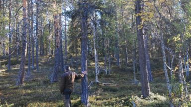 Une communauté autochtone Sami est menacée par la coupe forestière en Suède