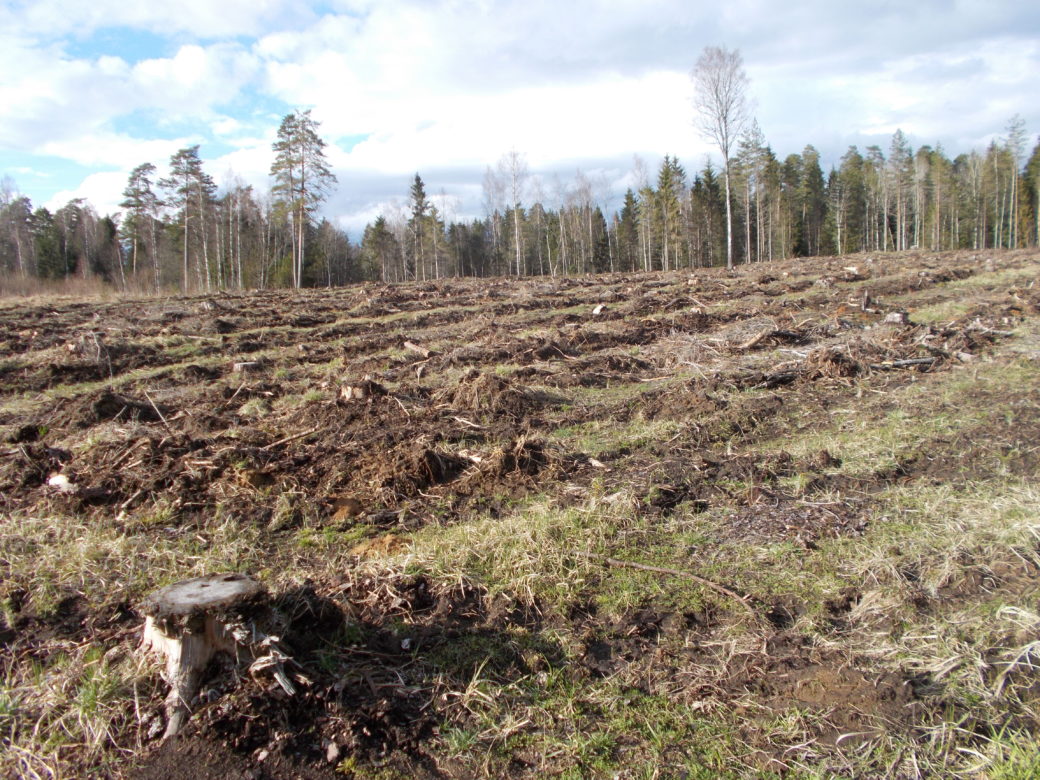 Clearcut near Imavere. Photo: Almuth Ernsting