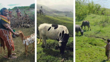 Série de webinaires: L’élevage insoutenable du bétail et les solutions alternatives en période de COVID-19