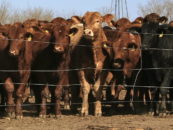 Open letter: International development banks must stop funding industrial livestock farming