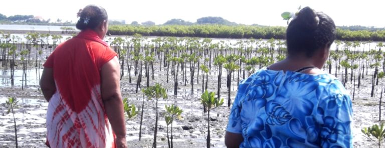 CCRI in Samoa community mangrove restoration
