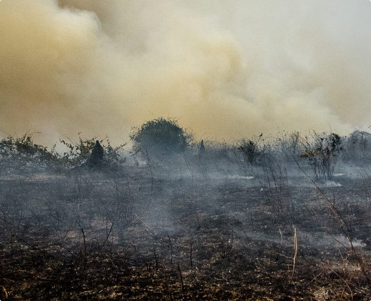 Global Forest Coalition WEBINAR Starving Africa to Feed the World