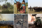 Modelos contrastantes de producción de alimentos: Destrucción forestal en Brasil frente a conservación forestal en Chad
