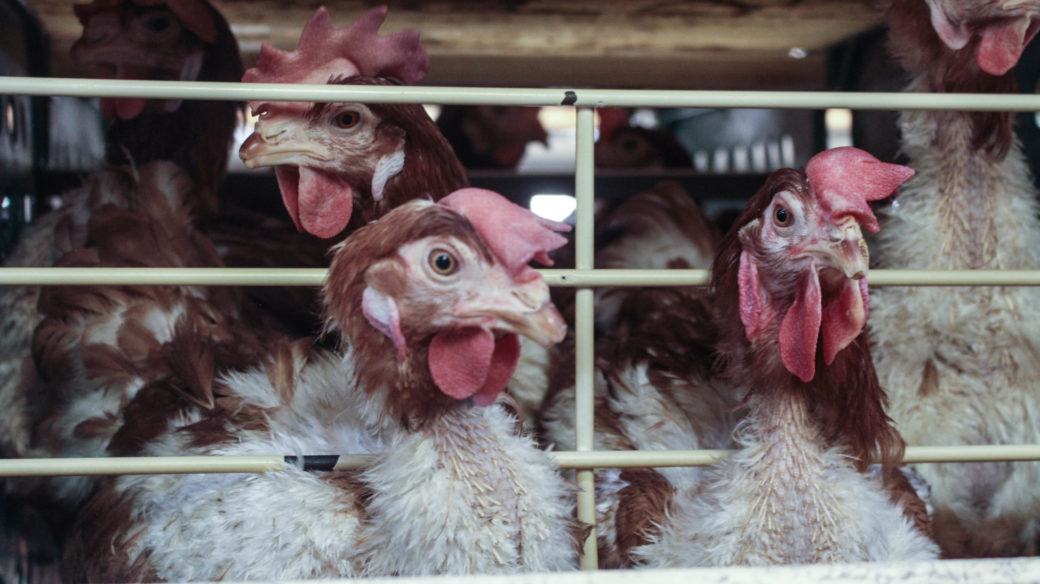 egg farms in Ecuador