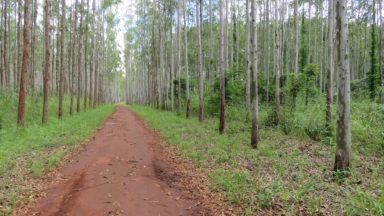 AFR100 : Diriger l’expansion des plantations commerciales d’arbres en Afrique ?