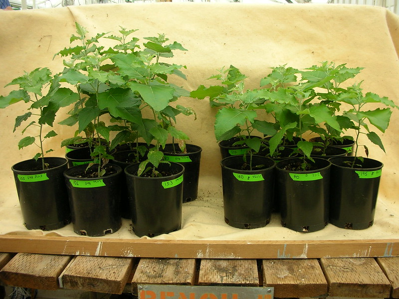 Tree saplings ready to be planted