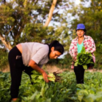 women harvesting crops in latin america