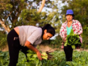 women harvesting crops in latin america