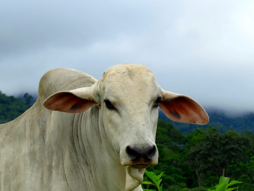 white cow in a field in brazil