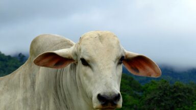 white cow in a field in brazil