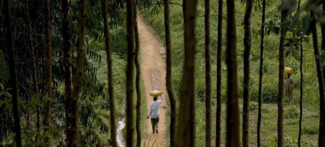 person walking on a path through a green area