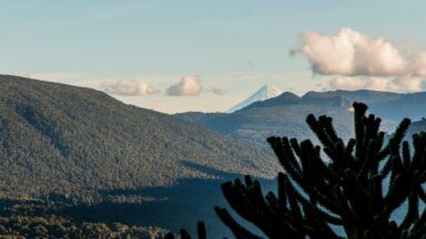 Les terres volées et les forêts en extinction au Chili : Nouveau rapport sur les plantations en conflit