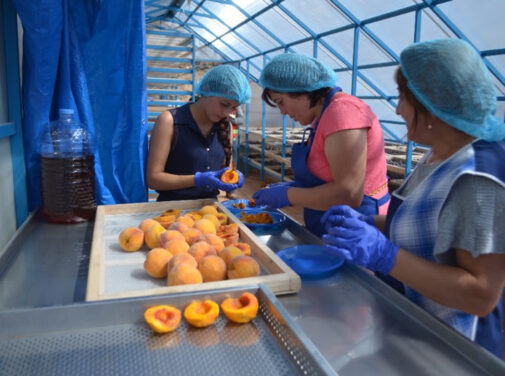 Women drying fruit in Amulsar, Armenia