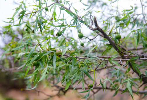 buds on apple trees in rural Kyrgyzstan